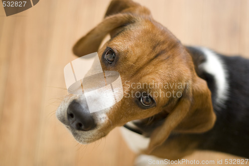 Image of Cute Beagle Dog