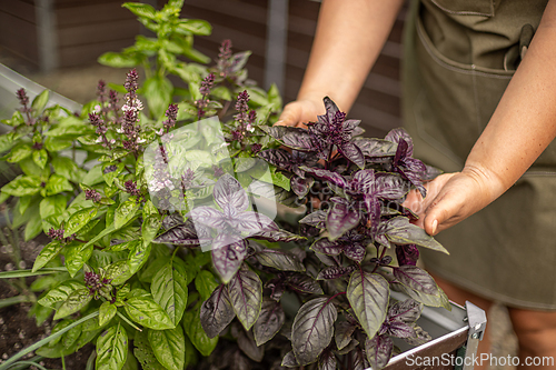 Image of Gardener holding basil plant