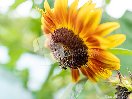 Image of Honey bee on beautiful sunflower