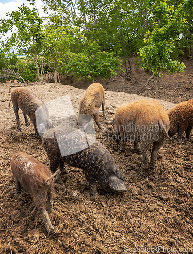 Image of Herd of mangalica pigs