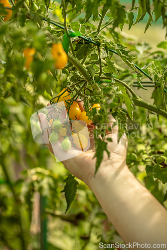 Image of Farmer is checking the ripeness of tomatoes