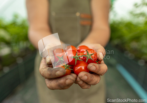 Image of Farmer is holding cherry tomatoes