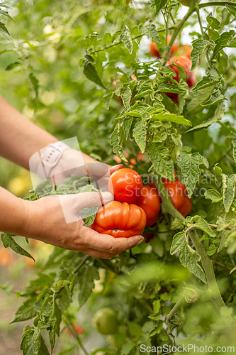 Image of Farmer holding a large red ripe tomato