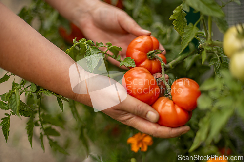 Image of Farmer holding fresh red tomatoes
