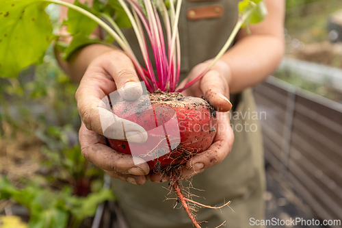 Image of Farmer holding beetroot in garden