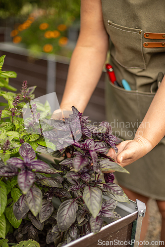 Image of Gardener is holding a purple basil plant