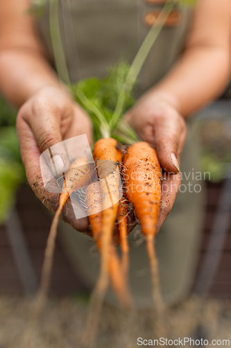 Image of Farmer holding organic carrots