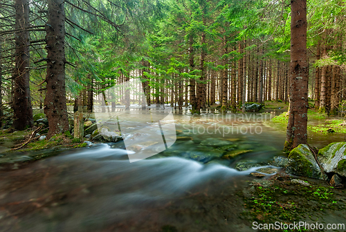 Image of Serene brook flowing through lush green forest at dawn, revealin