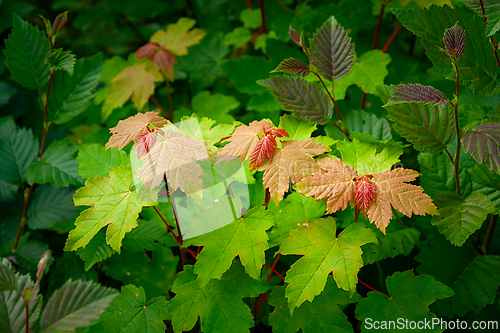 Image of Golden and green foliage contrast beautifully in a vibrant fores