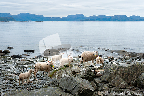 Image of Sheep grazing by the tranquil coastline with mountains in the ba