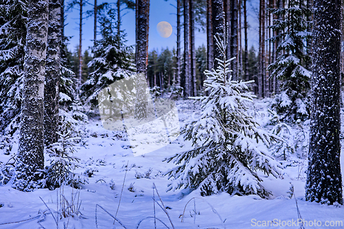 Image of Nightfall in Winter Forest 