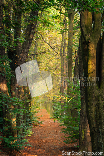 Image of A forest path lit by the summer sun