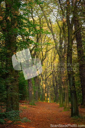Image of A forest path lit by the summer sun