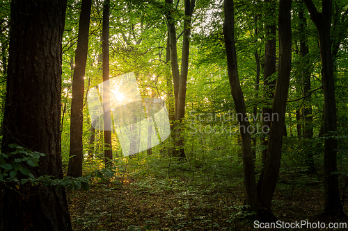 Image of Green hour of sunset