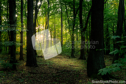 Image of Green hour of sunset