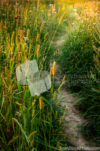 Image of Evening meadow
