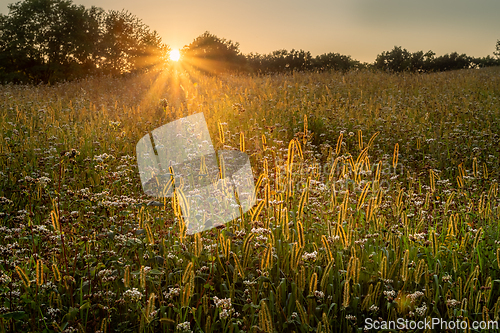 Image of Evening meadow