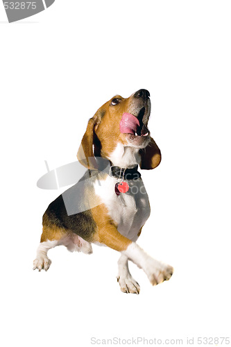 Image of Begging Beagle