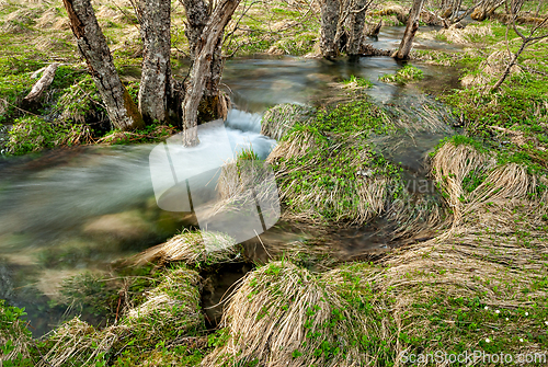 Image of A tranquil stream meanders through lush greenery under a canopy 