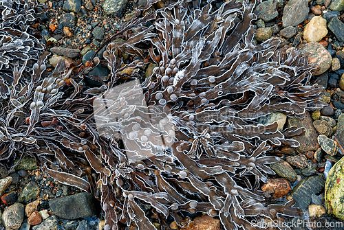 Image of Delicate seaweed glistens with frost on a rocky beach at dawn un