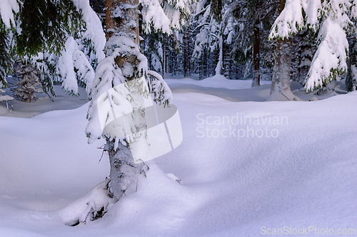 Image of Serene winter wonderland with snow-covered trees in a tranquil f