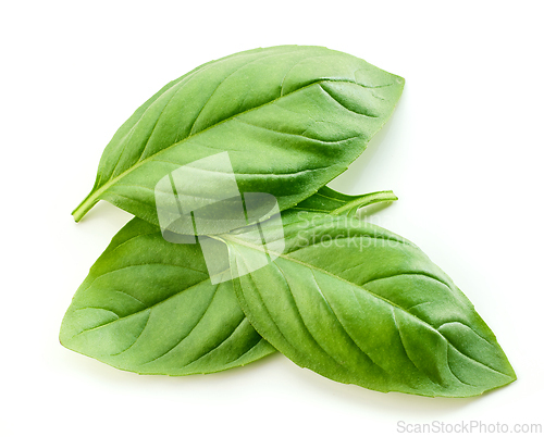 Image of fresh green basil leaf