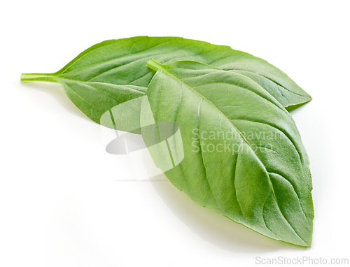 Image of fresh green basil leaf