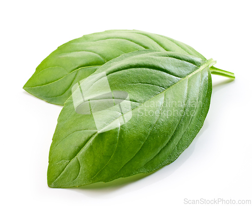 Image of fresh green basil leaf