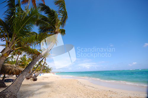 Image of Exotic beach with white sand and palms