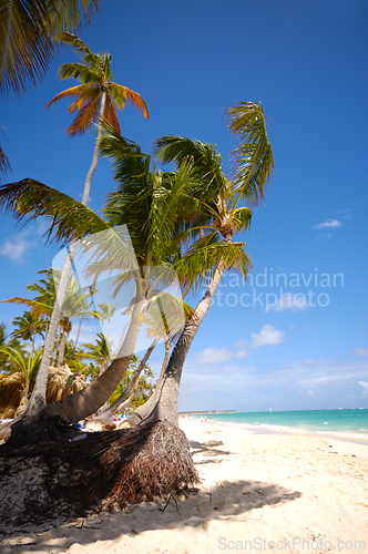 Image of Exotic beach with white sand and palms