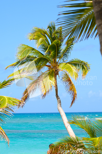 Image of Palm on exotic beach