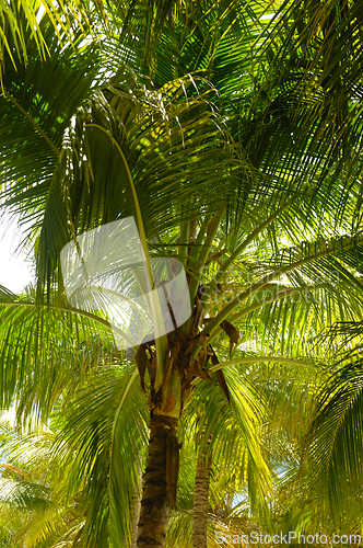 Image of Palm tree forest. 