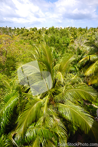 Image of Palm tree forest. 