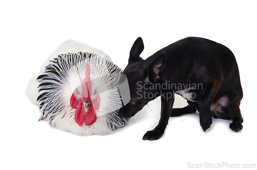 Image of Puppy dog and rooster