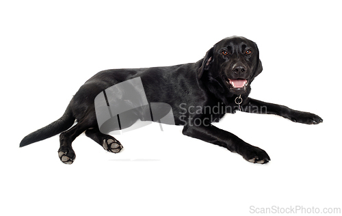 Image of dog on a white background