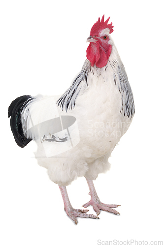 Image of Rooster on white background