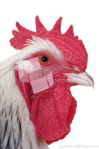 Image of Head of rooster on white background