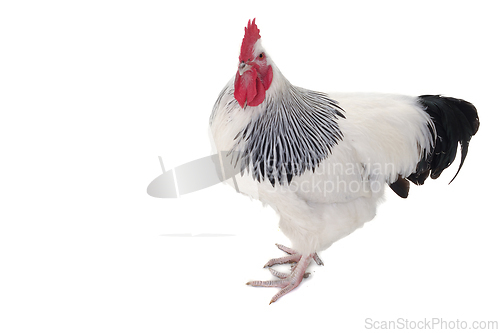 Image of Rooster on white background