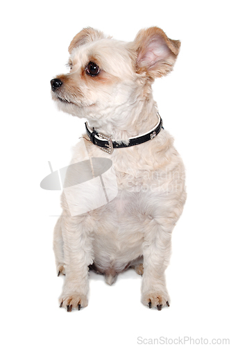 Image of Happy terrier dog taken on a white background