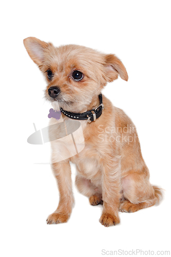 Image of Sad yorkshireterrier puppy dog sitting, taken on a white backgro