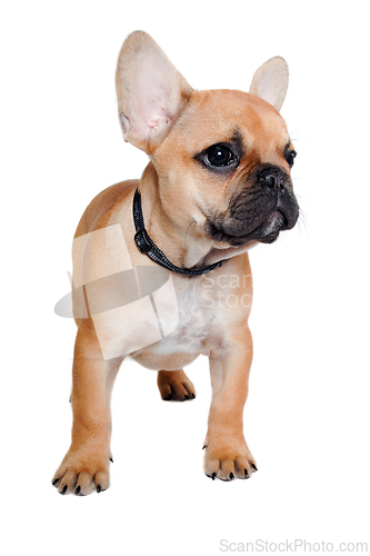 Image of Sad french puppy bulldog is standing on at clean white backgroun