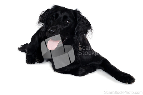 Image of Happy Flat-Coated Retriever dog taken on at clean white backgrou