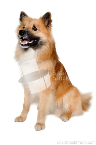 Image of Happy Eurasier dog