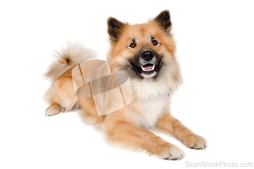 Image of Happy Eurasier dog