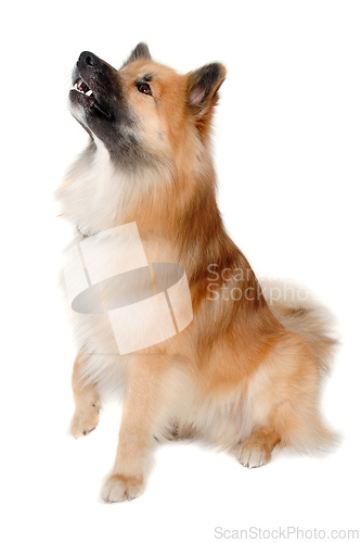 Image of Happy Eurasier dog