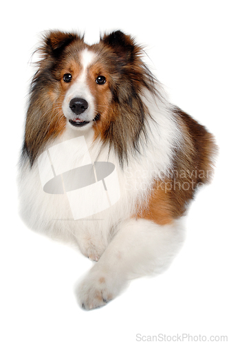 Image of Happy shetland sheepdog taken on at clean white background