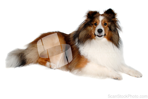 Image of Happy shetland sheepdog taken on at clean white background
