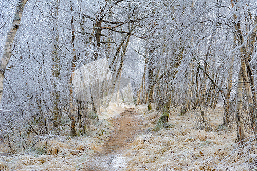 Image of A frosty path winds through a wintery forest, the trees are cove