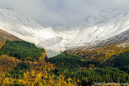 Image of A snow-capped mountain overlooks a forest with yellow and green 