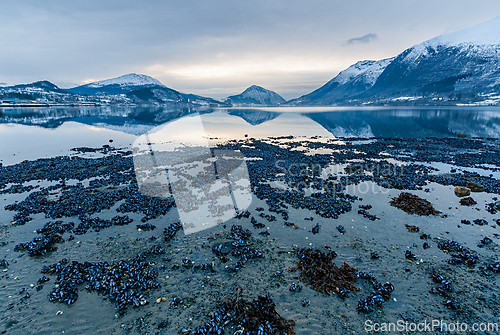 Image of A wide view of mussels on the beach with snow-capped mountains i